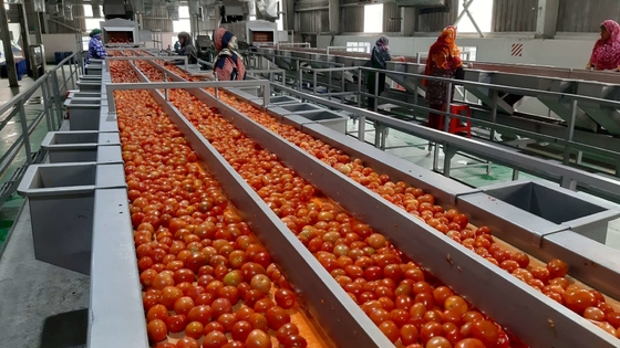 Linha de Produção de Pasta de Tomate Ketchup Alta Eficiência 1000kg/H